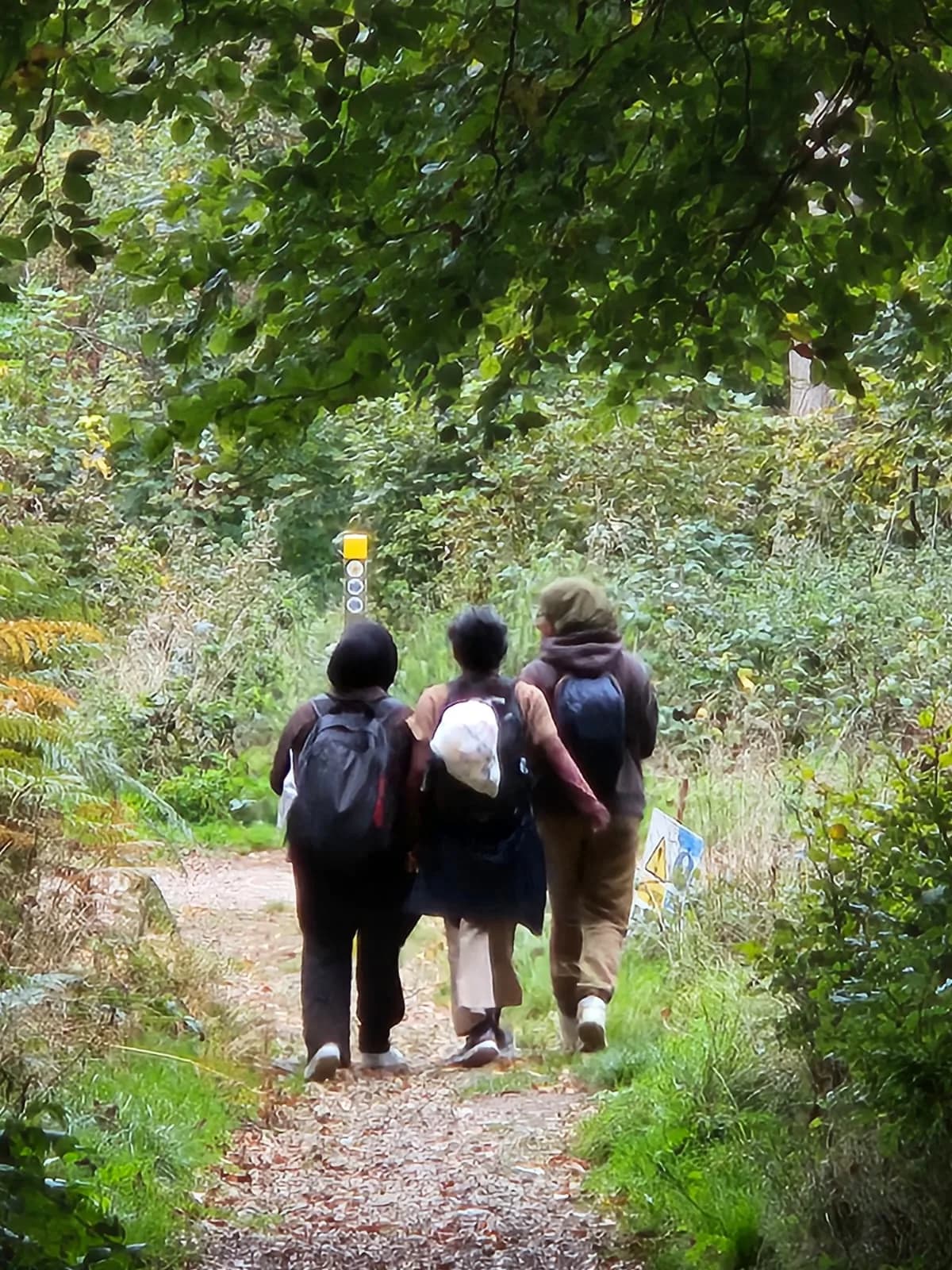 Three sisters walking a woodland path together