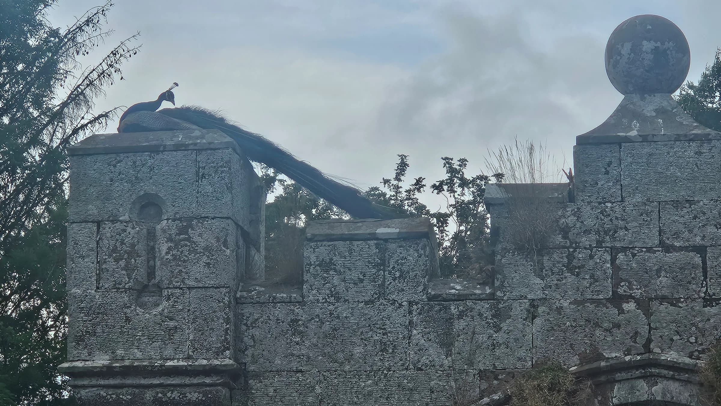 A peacock perched on an old stone wall
