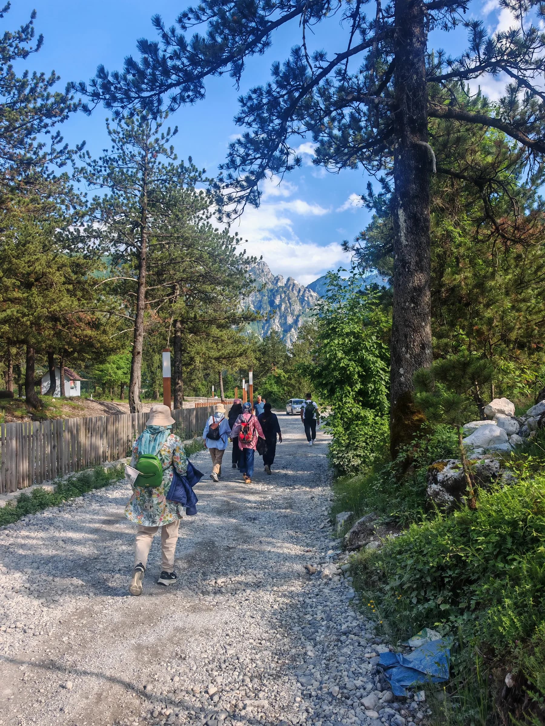 The group walking a forest track towards the mountains