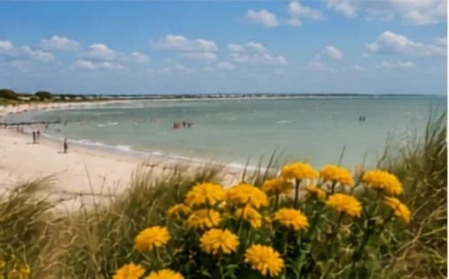 West Wittering Beach with yellow flowers in the dunes